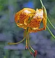 Lilium iridollae