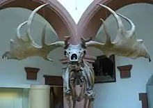 Photograph of a museum specimen of an Irish elk skull with large antlers