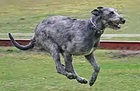 Irish Wolfhound running