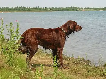 An Irish Setter after swimming