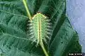 Larva