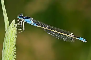 Image 5Common bluetailPhoto credit: Fir0002The Common bluetail (Ischnura heterosticta) is a small Australian damselfly of the family Coenagrionidae. Most males have blue eyes, blue thorax and a blue ringed tail. The females are green or light brown.More selected pictures