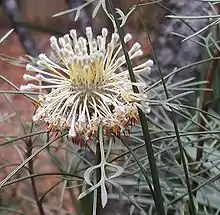 Isopogon dawsonii