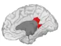 Isthmus of the cingulate gyrus, medial surface of right hemisphere