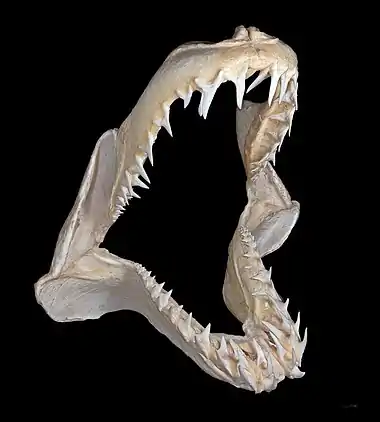 Image 29Jaw of a shortfin mako sharkMore selected pictures