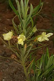 Ixianthes retzioides, flower