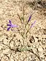 In deserts of Isfahan, Iran