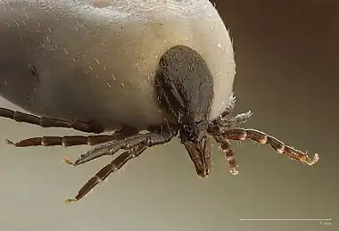 Image 20Ixodes ricinusPhoto: Richard BartzA macro shot of the chelicerae of an engorged Ixodes ricinus species of tick, which is a vector for Lyme disease and tick-borne encephalitis in humans and louping ill in sheep.More selected pictures