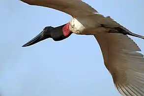 In flight, in the Pantanal, Brazil