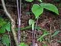 Arisaema triphyllum- Jack in the Pulpit