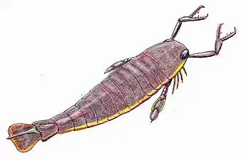 The largest known arthropod, the sea scorpion Jaekelopterus rhenaniae, has been found in estuarine strata from about 390 Ma. It was up to 2.5 m (8.2 ft) long.