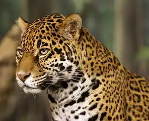 Jaguar