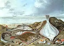 Image 75Benthic flatfish and benthopelagic cod on a shore – Jan van Kessel senior, 1626–1679 (from Demersal fish)