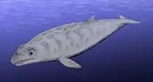 Image 33Restoration of Janjucetus hunderi (from Baleen whale)