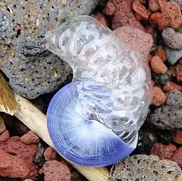 A live Janthina janthina (with bubble raft) that has been swept up onto a beach in Maui, Hawaii. This is the normal view from above: the spire of the shell is held pointing down like this when the animal is floating on the surface of the ocean water.