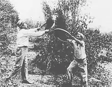 Japanese immigrants working on coffee plantation