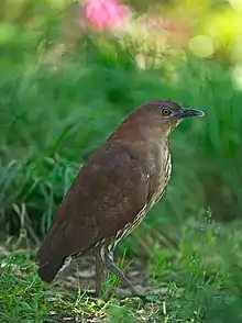 Japanese night heron (Gorsachius goisagi) in Osaka, Japan