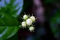 Jasmine buds