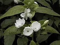 This photo of jasmine flowers has only soft shadows cast by diffused light