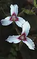 Painted trillium (Trillium undulatum) at Jasper Woods