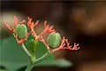 Fruit of Jatropha podagrica