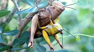 Female (larger) laying eggs, with male in attendance.