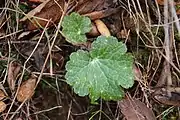 Two leaves emerged from the ground