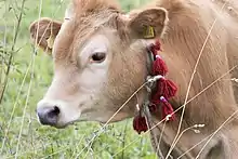 brown Jersey cow wearing a fancy halter in a green field