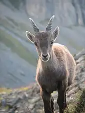 Image 25Young alpine ibex. When fully grown the horns of this male will be about one metre wide. (from Alps)