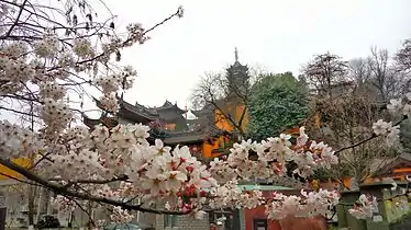 The area around Jiming Temple blooms with cherry blossoms in late February