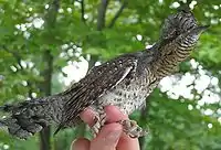 Eurasian wryneck