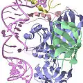 Crystal structure of an H/ACA box RNP from Pyrococcus furiosus.