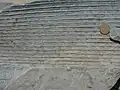 Plant fossil with Canadian one dollar coin (26.5mm) for scale.