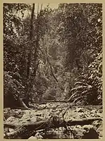 Wilds of the Isthsmus., 1871, albumen silver print, 27.6 × 20.2 cm (10 7/8 × 7 15/16 in.), J. Paul Getty Museum, Los Angeles, California