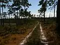 A dirt trail in the park