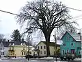 American Elm in Johnstown, New York (2013). 199 inches in circumference and 90 feet tall. Now deceased.