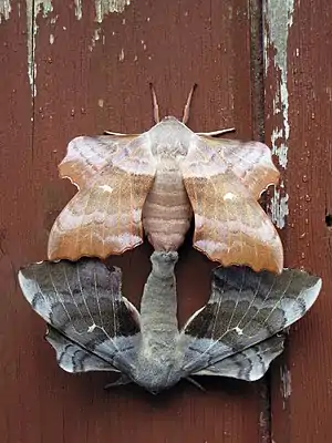 Mating pair showing both colour variants