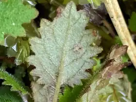 Leaf Underside