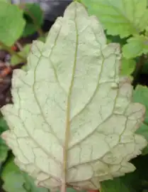 Underside of leaf