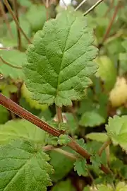 Top side of the leaf