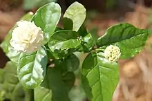 A double-flowered cultivar of Jasminum sambac in flower with an unopened bud.