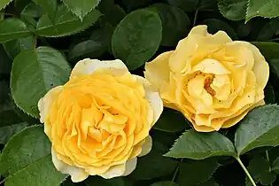 'Julia Child'