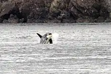 L–pod male and salmon prey both airborne in front of the rocky coastline south of Lime Kiln Point on San Juan Island