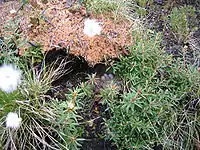 A dark-eyed junco nest with eggs