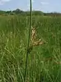 Juncus inflexus (anthela)