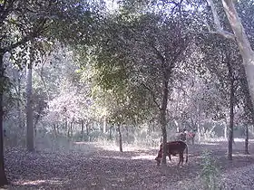 View of Jungle in Tehsil Chichawatni