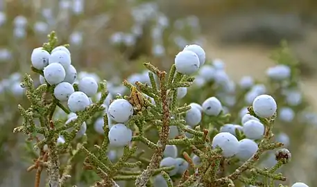 Ripe juniper berries