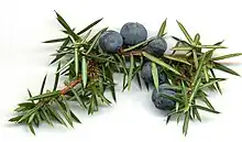 Berry-like cones of common juniper (Juniperus communis)