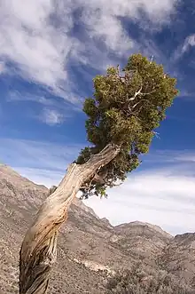 Utah juniper