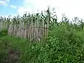 East African juniper, used as termite resistant fence stakes